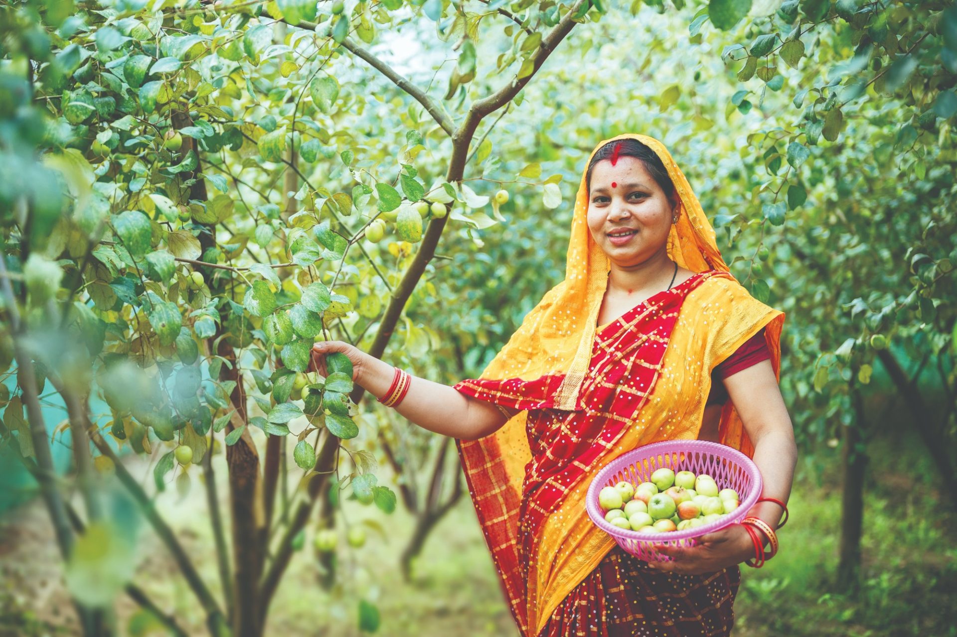 Fruit Cultivation