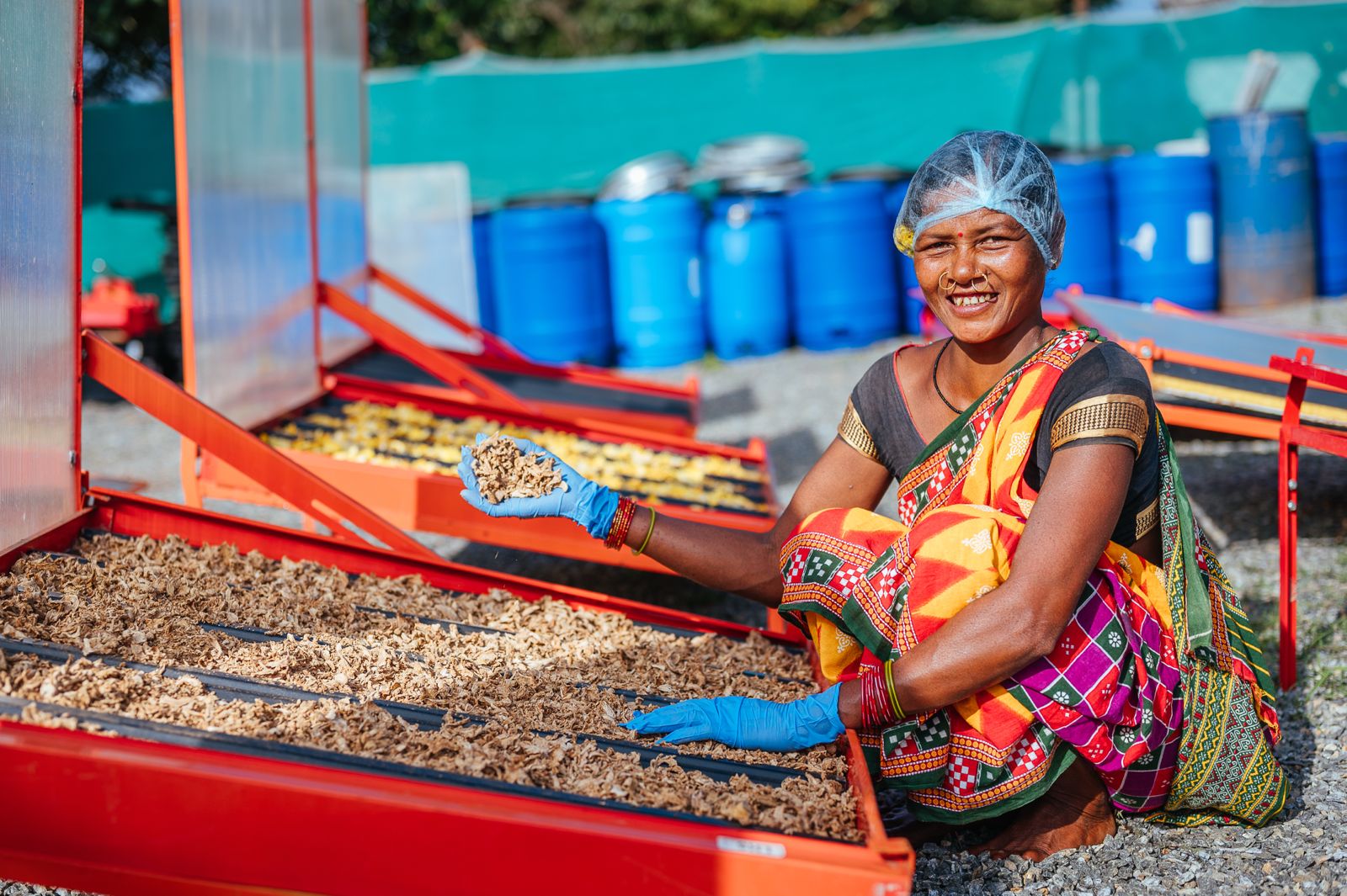 Ginger Farming