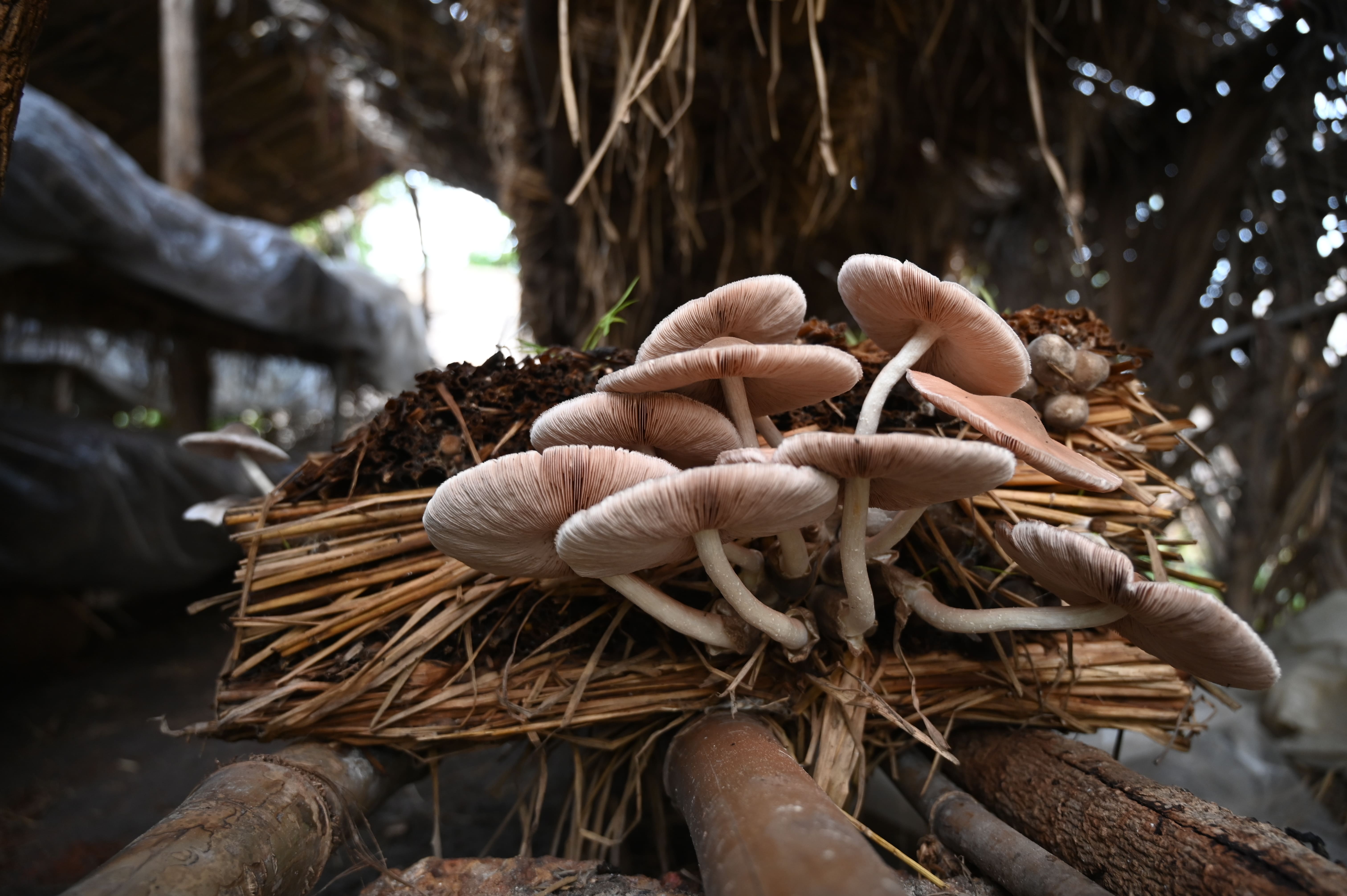 Mushroom Farming